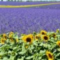 Provence wandelroutes